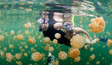 jellyfish lagoons in the philippines.